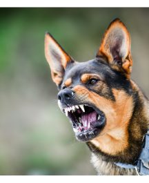 Bidskhed hos hunde